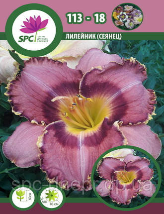 Лілейник сінець 113-18