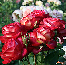 Троянда Мідсаммер (Midsummer) Флорибунда, фото 2