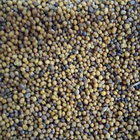Зеленое удобрение семена горчиц желтой, черной смесь на сидерат для увеличени плодородия, упаковка от 1 кг