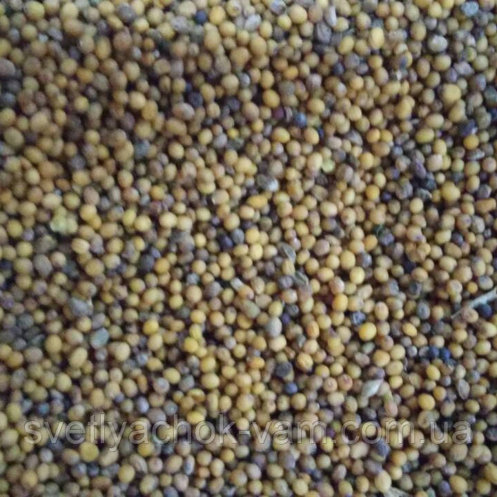 Зеленое удобрение семена горчиц желтой, черной смесь на сидерат для увеличени плодородия, упаковка от 1 кг - фото 1 - id-p995577712