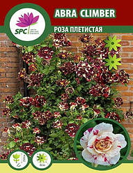 Троянда в'юнка Abra Climber