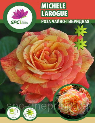 Троянда чайно-гібридна Michele Larogue, фото 1