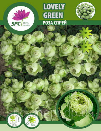 Троянда спрей Lovely Green