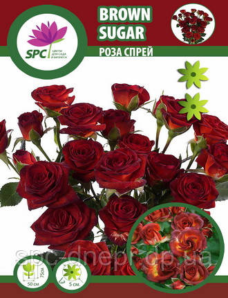 Роза бордюрна, спрей Brown Sugar
