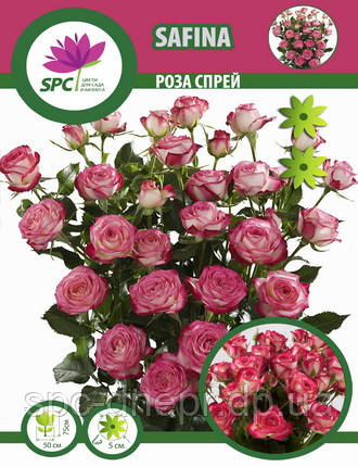 Роза бордюрна, спрей Safina