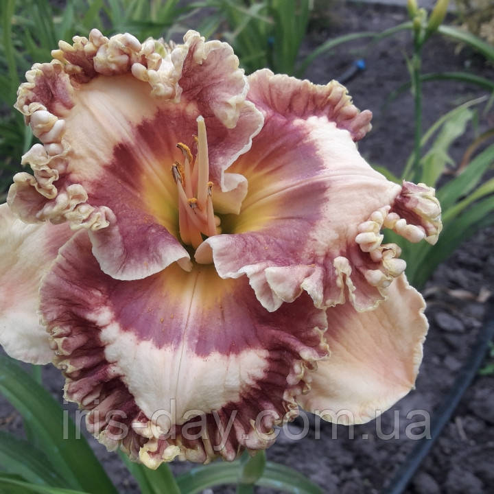 Лілейник Happy Happy Хеппі Хеппі (Smith 2008) (сажінки), фото 1