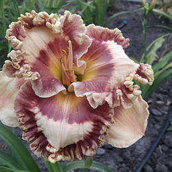 Лілейник Happy Happy Хеппі Хеппі (Smith 2008) (сажінки)