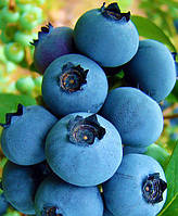 Лохина (лохіна) - "Річка"(Reka) С2