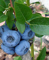 Лохина - Дюк (Duke) С2