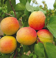 Саженцы абрикоса Богатырь - среднего срока, сладкий, урожайный.