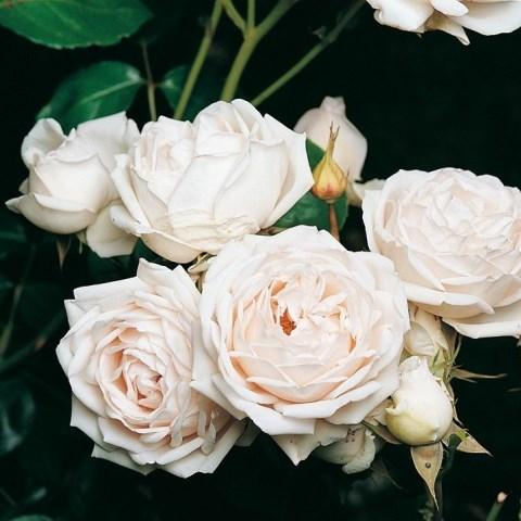 Троянда кущова Мартіна Гійо (Rosa Martine Guillot)