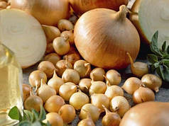 Цибуля сіянка (саджанка) озима Штутгартен Стенфілд Голландія 0,5 кг