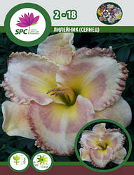 Лійник сінець 2-18