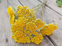 Тысячелистник Achillea, желтый сухоцвет, 5 веток h-30 см