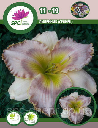 Лілейник сінець 11-19