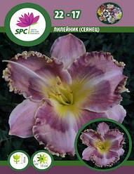 Лійник сінець 22-17