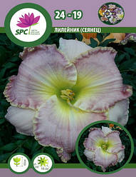 Лілейник сінець 24-19
