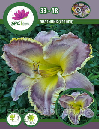 Лійник сінець 33-18