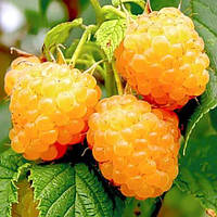 Малина Ранкова роса