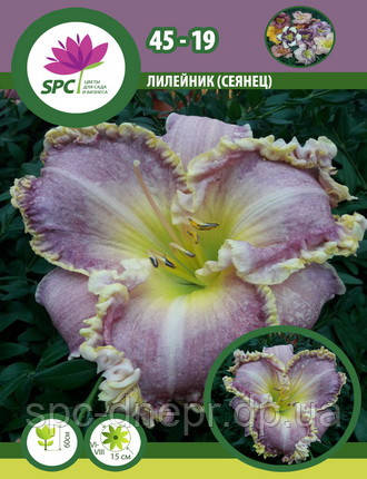 Лілейник сінець 45-19