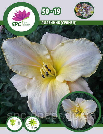 Лілейник сінець 50-19