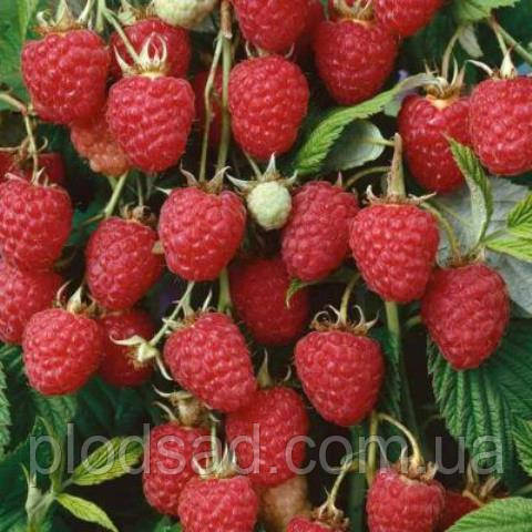 Малинове дерево (ремонтантне) Атлант