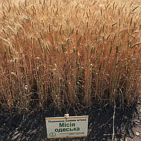 Насіння пшениці озимої Місія Одеська