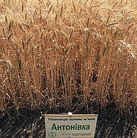 Пшениця озима Антонівка