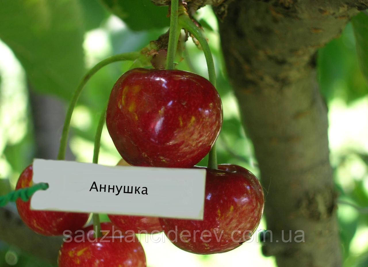 Саджанці черешні Аннушка