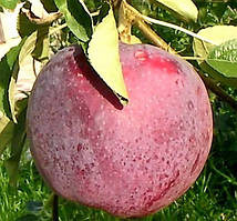 Яблуня Вільямс Прайд. (М26). Літній сорт