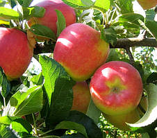 Яблуня Амброзія. (P14). Зимовий сорт. Однорічний