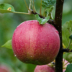 Саджанці яблуні сорт Джонатан