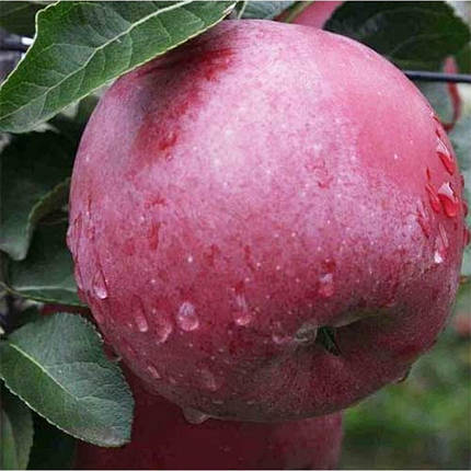 Саджанці зимової яблуні Ентерпрайз, фото 2