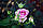 Саджанці троянд Аква (Aqua), фото 2