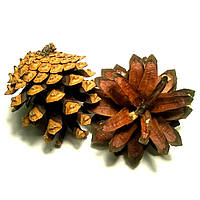 Шишки натуральні соснові (6шт в упаковці)