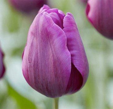 Тюльпан Діп Перпл Рок (Deep Purple Rock), 5 шт. Україна., фото 2