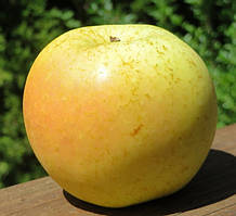 Яблуня Пристін. (54-118). (вс). Літній сорт.