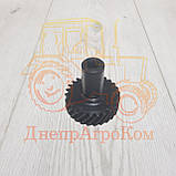 Шестірня ЮМЗ привода маслонасоса гідросистеми | Z = 26 | Д65-1022041, фото 4