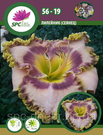 Лілейник сінець 56-19