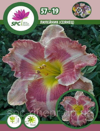 Лілейник сінець 57-19