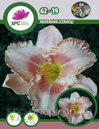 Лійник сінець 62-19