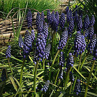 Мускари армянский (Muscari Armeniacum), луковица