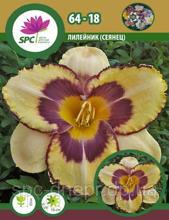 Лійник сінець 64-18