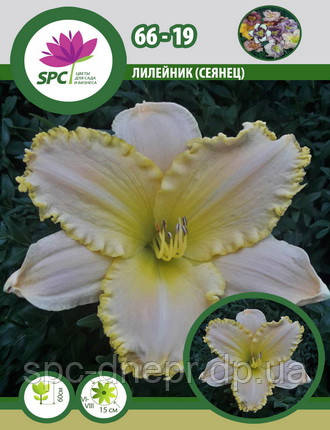 Лілейник сінець 66-19