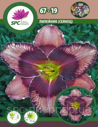 Лілейник сінець 67-19