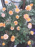 Саджанець Троянда плетиста Повна Місяць (Full Moon) сажанець 2-х років, фото 2