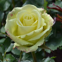 Троянда Спрей Троянда Лувіана (Luviana) сажанець