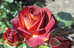 Троянда Спрей Троянда Браун Шугер (Brown Sugar) сажанець