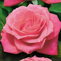Троянда чайно-гібридна Дольче Віта (Dolce Vita) сажанець