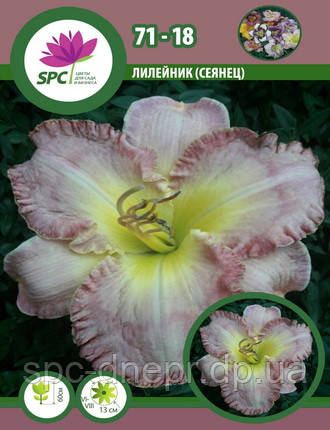 Лілейник сінець 71-18